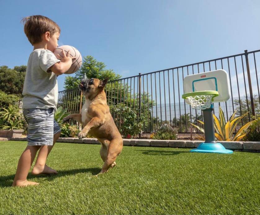 A young child holding a basketball stands on artificial grass while a small brown dog jumps up beside him near a toy basketball hoop in a sunny Fountain Hills AZ backyard.