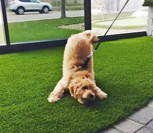 A fluffy tan dog on a leash stretches playfully on green pet turf next to a glass wall, with a car and trees visible outside.